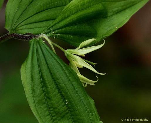 {Prosartes lanuginosa}